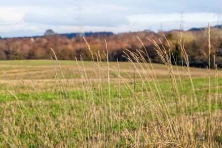 Wild dry grass stems in the foreground with farmland field and winter woodland softly blurred in the background in a rural countryside scene