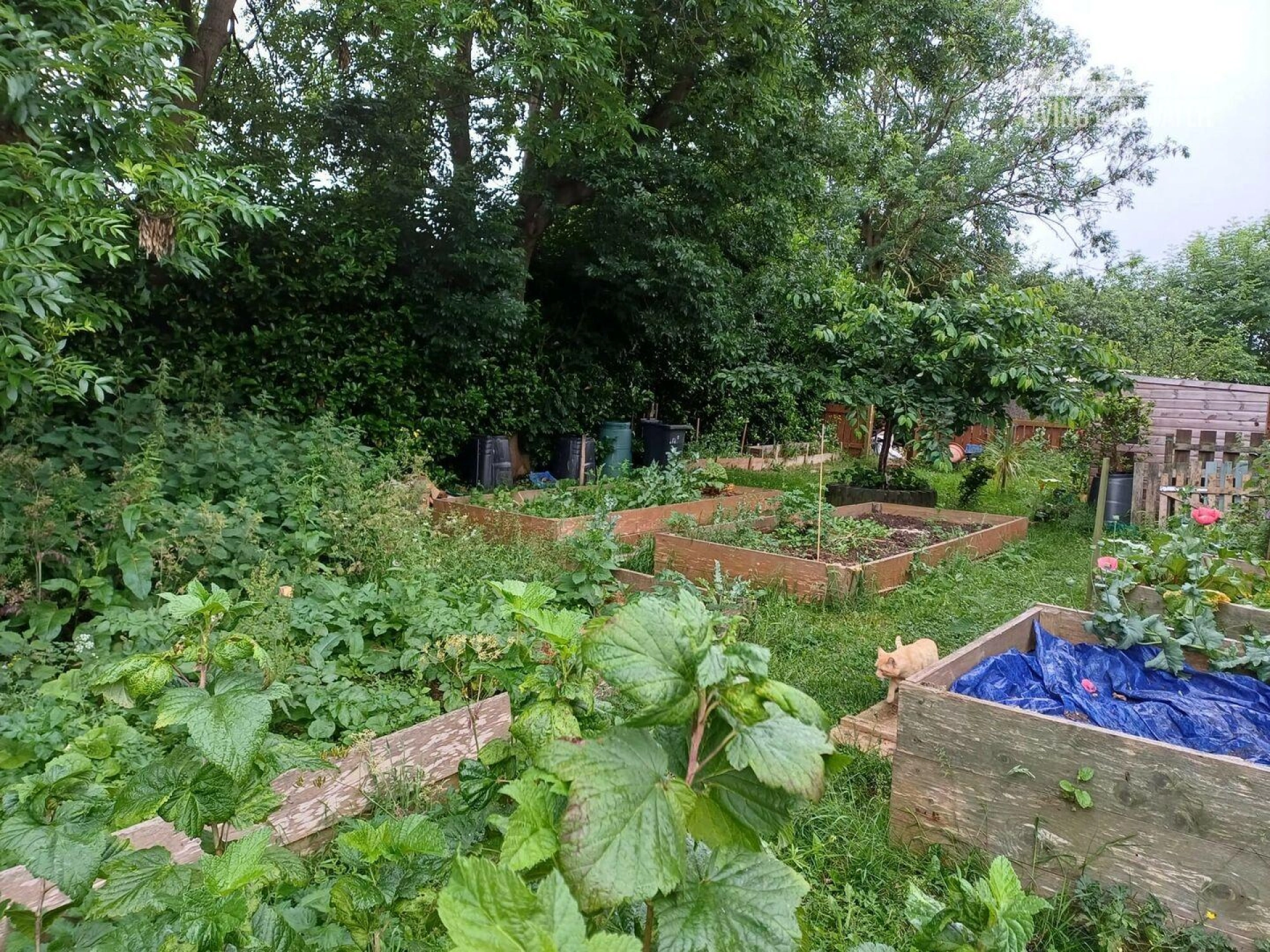 An image of the greenery on Rosemead Street